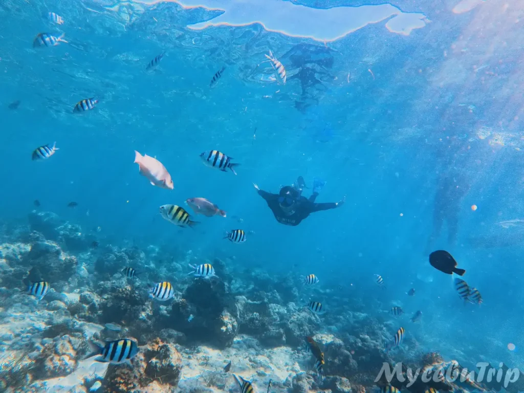 透き通るセブの海、サンビセンテ海洋保護区の美しい水中世界とスノーケリング