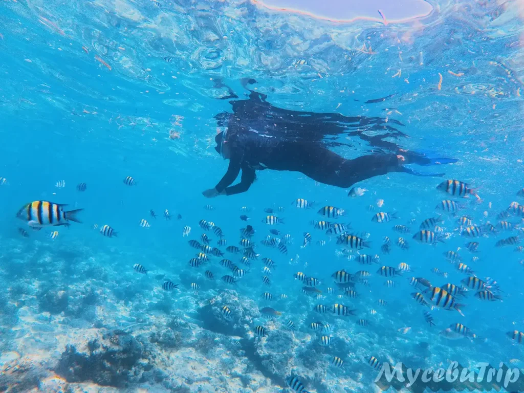 オランゴ島サンビセンテ海洋保護区で無数の熱帯魚と一緒にスノーケリングを楽しむ様子