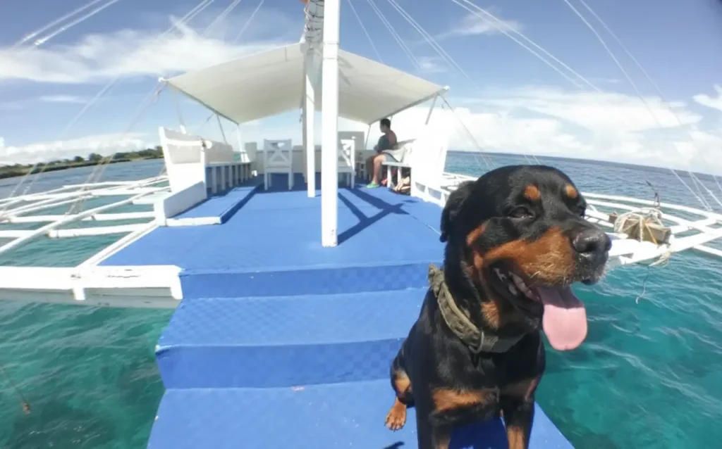 愛犬と一緒に楽しむセブ島のアイランドホッピング